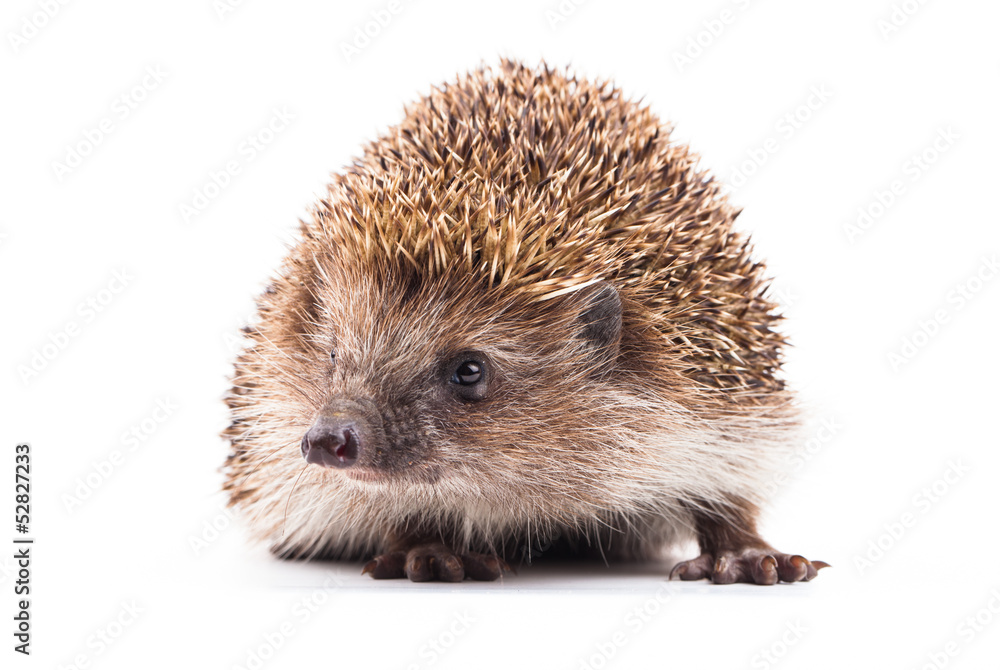wild hedgehog isolated on white wild hedgehog isolated on white