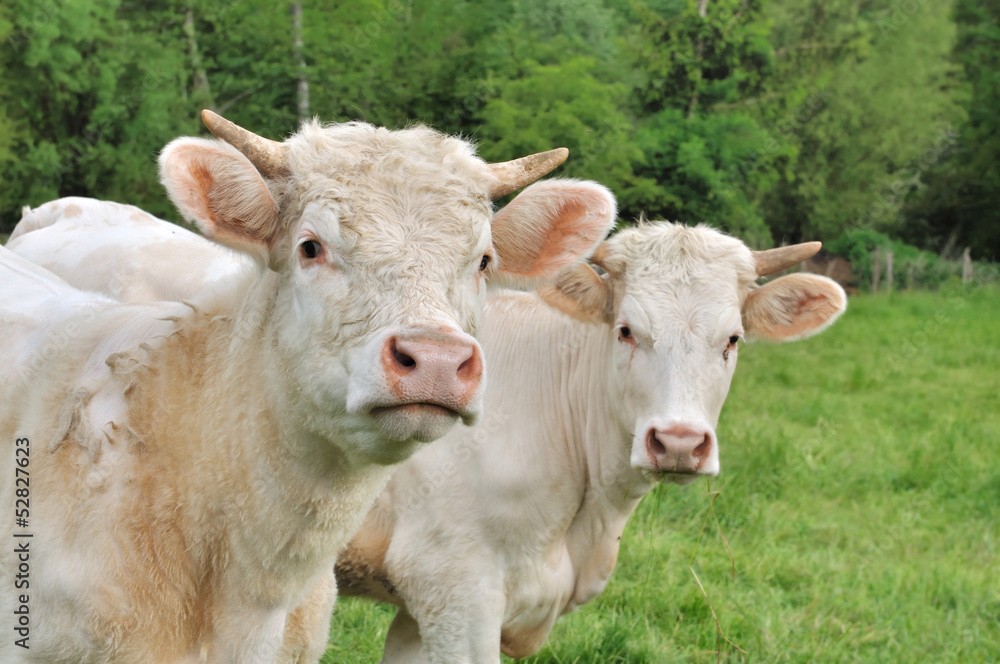 jeunes vaches charolaises