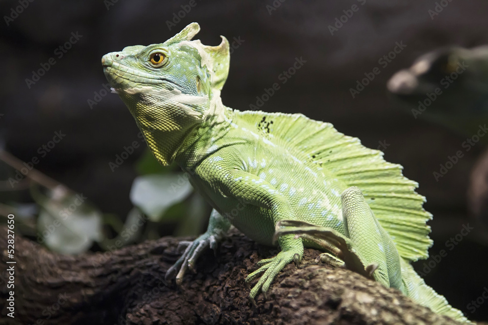 Fototapeta premium crested lizard green dragon