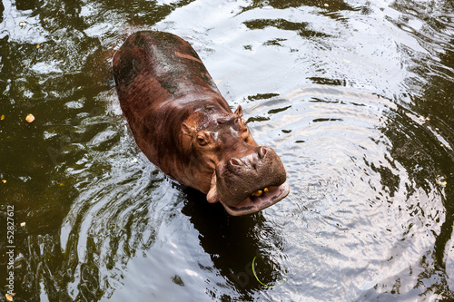Fotografie Hippopotamus standing in water
