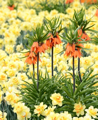 Fototapeta Naklejka Na Ścianę i Meble -  Fritillaria Imperialis Flower