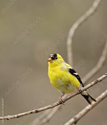 American Goldfinch, Carduelis tristis