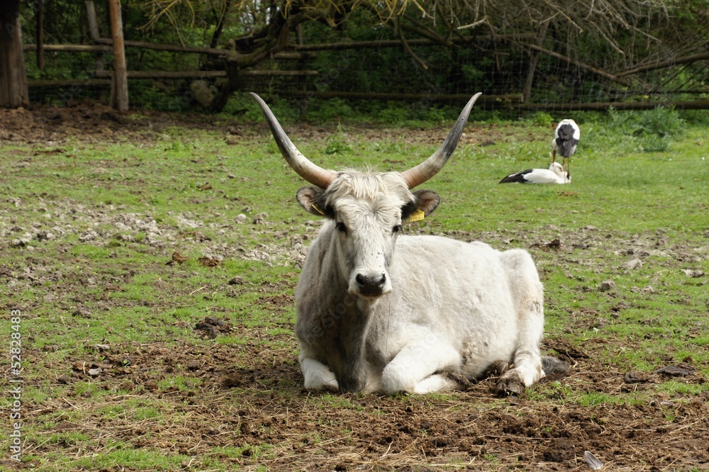Fototapeta premium White hungarian cattle on pasture