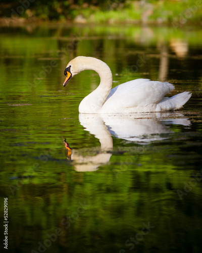 Swan swimming in mountain lake during spring