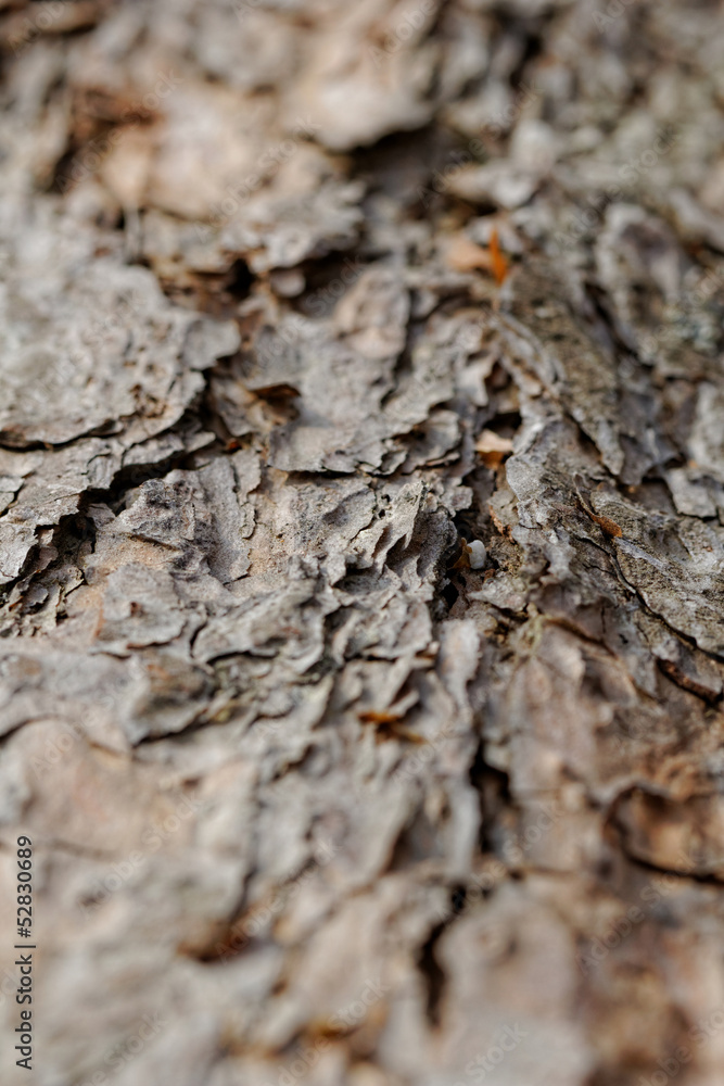 bark of pine tree bark of pine tree