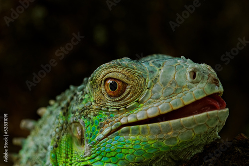 portrait about a green iguana © nagydodo