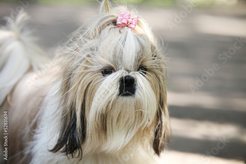 Shih Tzu Dog portrait