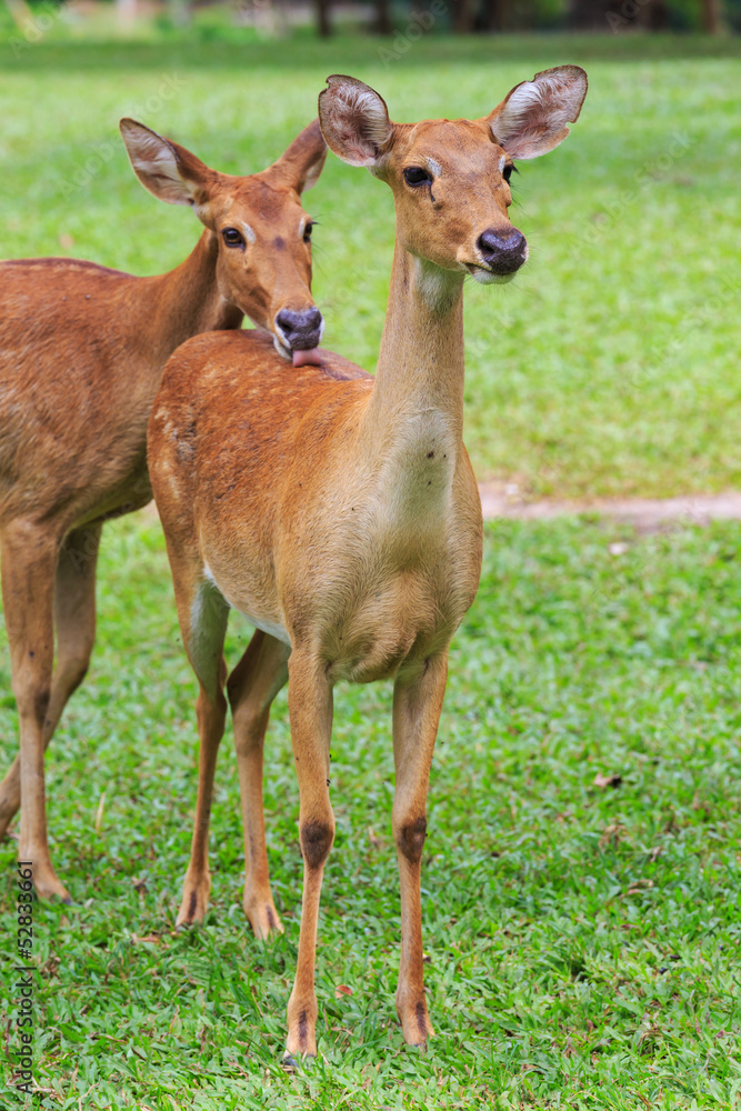 deer on a green field deer on a green field
