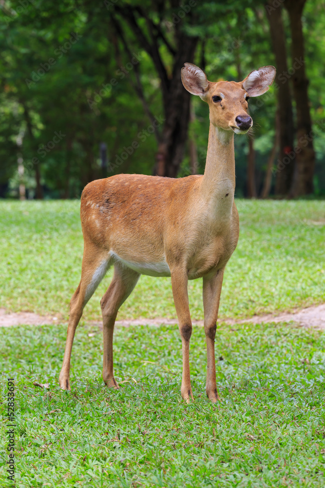 deer on a green field deer on a green field