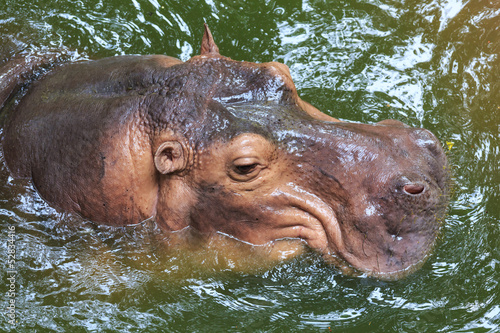 hippopotamus swimming in the water