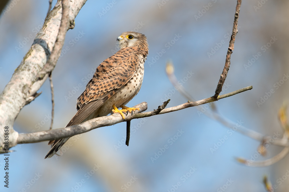 Turmfalke, Common Kestrel, Falco tinnunculus Turmfalke, Common Kestrel, Falco tinnunculus