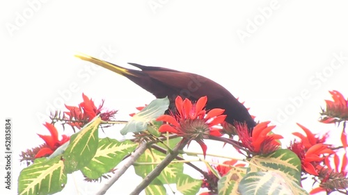 exotischer Vogel