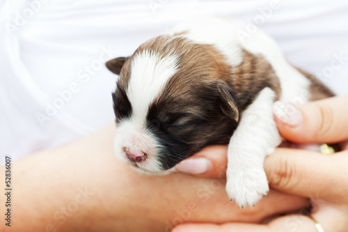 Small puppy dog in woman hand