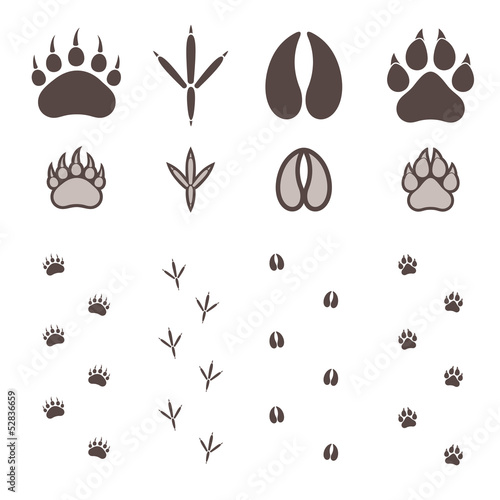 Paw Print