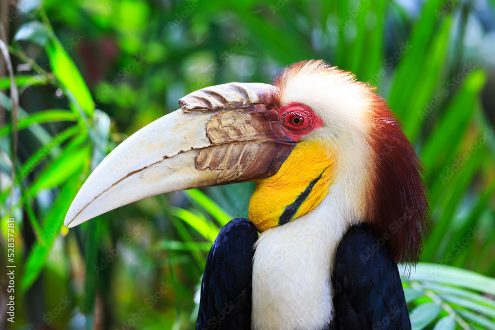 Obraz premium Hornbill