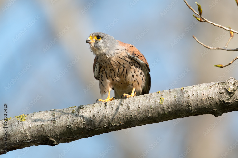 Turmfalke, Common Kestrel, Falco tinnunculus Turmfalke, Common Kestrel, Falco tinnunculus