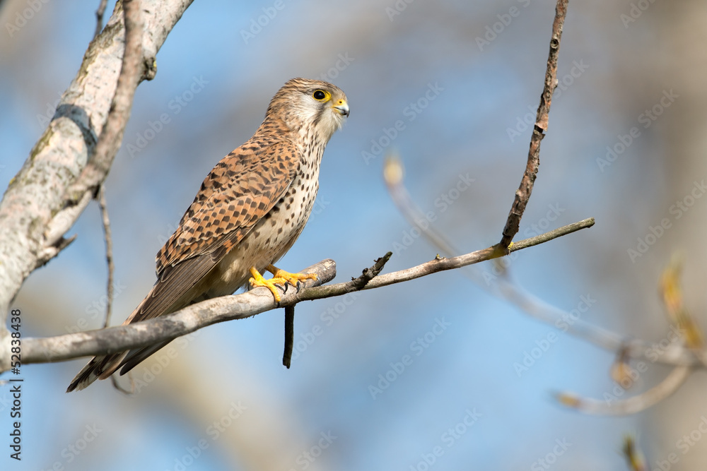 Turmfalke, Common Kestrel, Falco tinnunculus Turmfalke, Common Kestrel, Falco tinnunculus