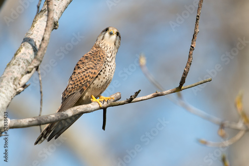Turmfalke, Common Kestrel, Falco tinnunculus