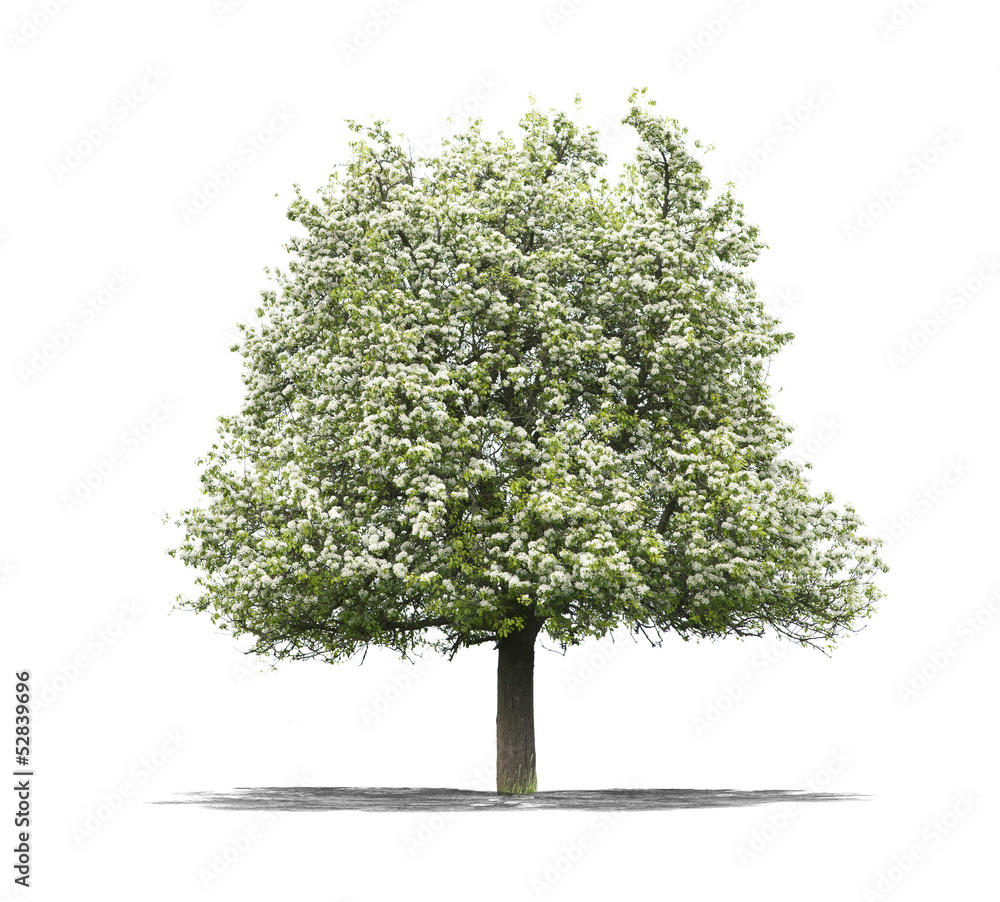 Fototapeta premium arbre sur fond blanc