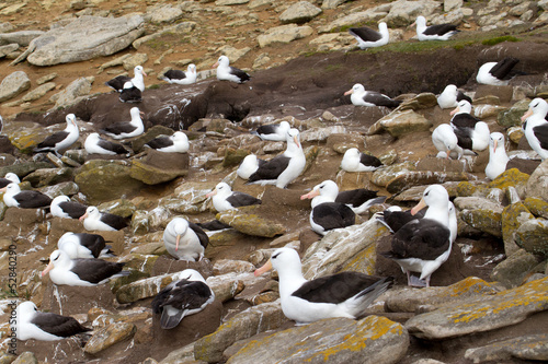 Black-browed Albatross