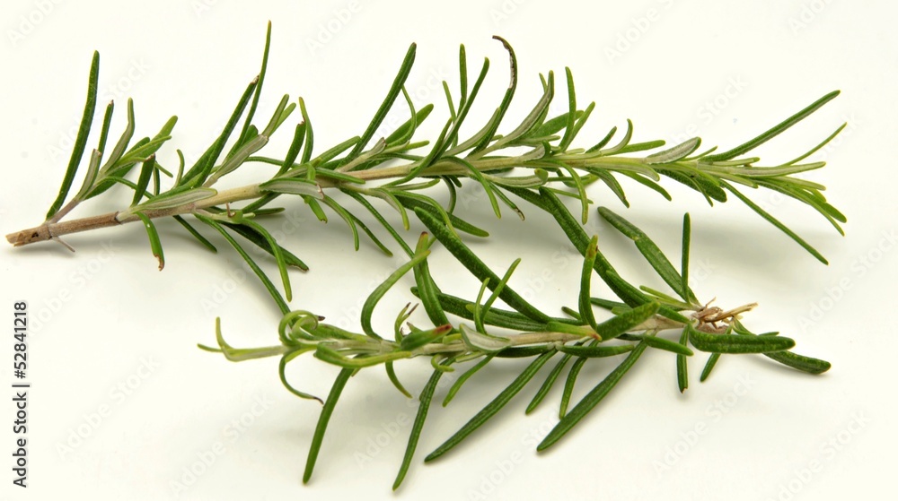 Fototapeta premium Hojas de romero