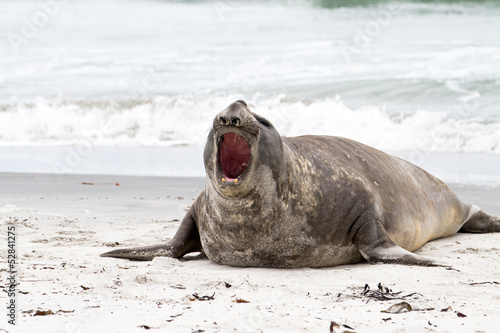 Southern elephant seal is crying around © Fredy Thürig