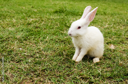 Baby white Rabbit