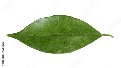 leaf of orange