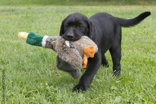 labrador puppy playing