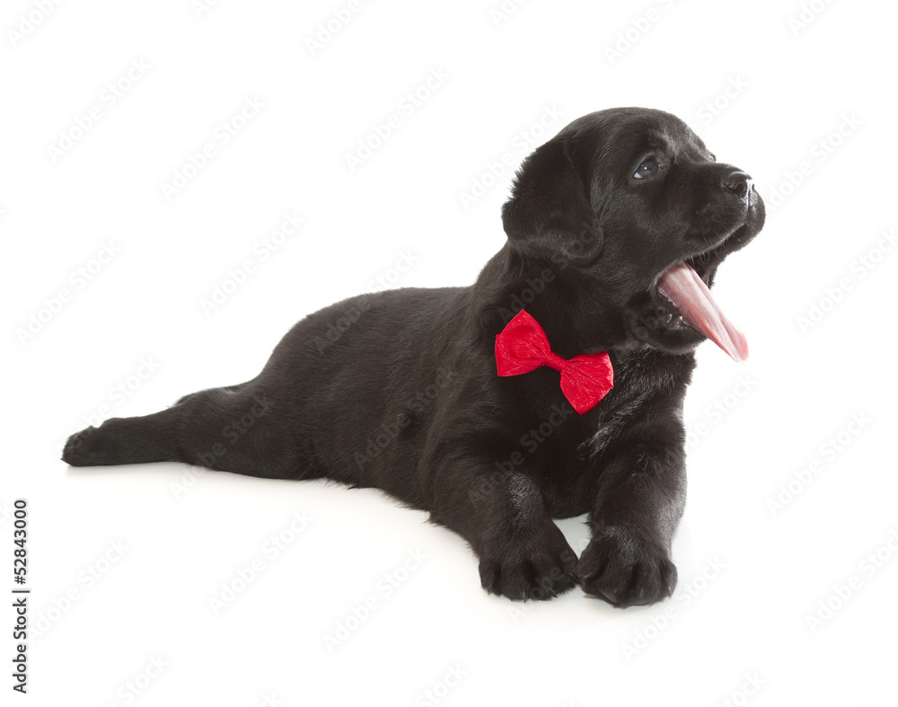 Obraz premium Black Labrador Retriever Puppy