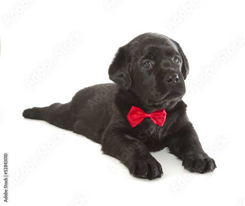 Black Labrador Retriever Puppy