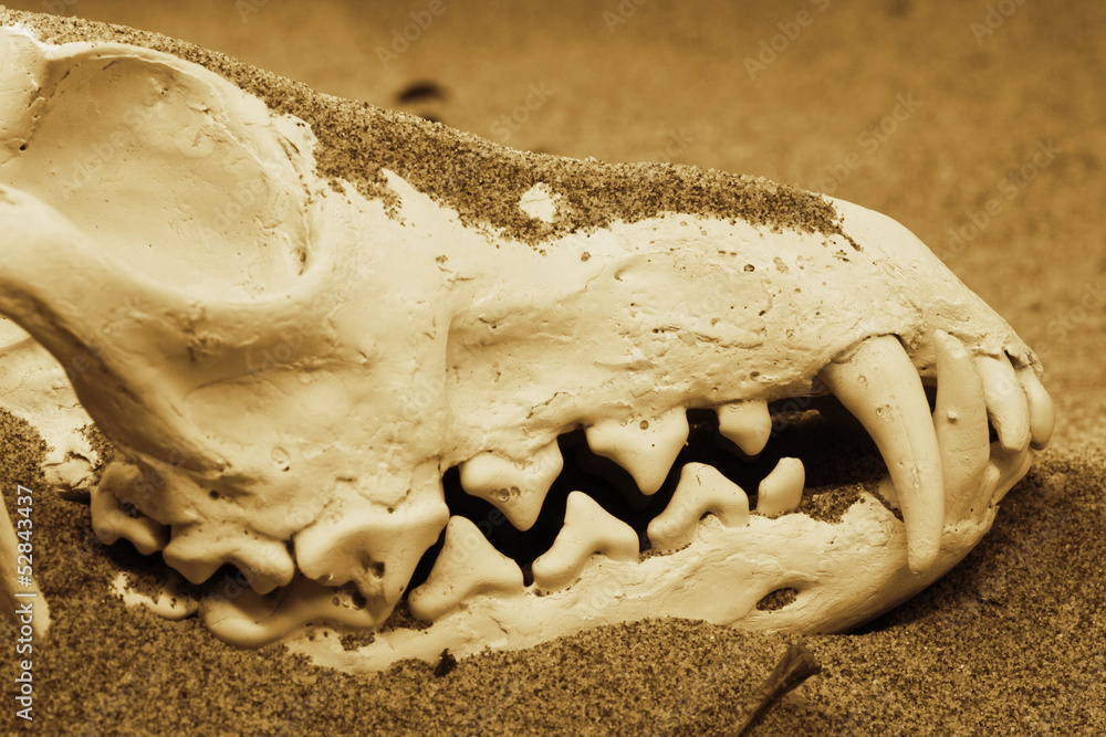 Fox skull in the sand Fox skull in the sand