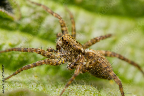 Close-up of a Wolf spider (Lycosidae)