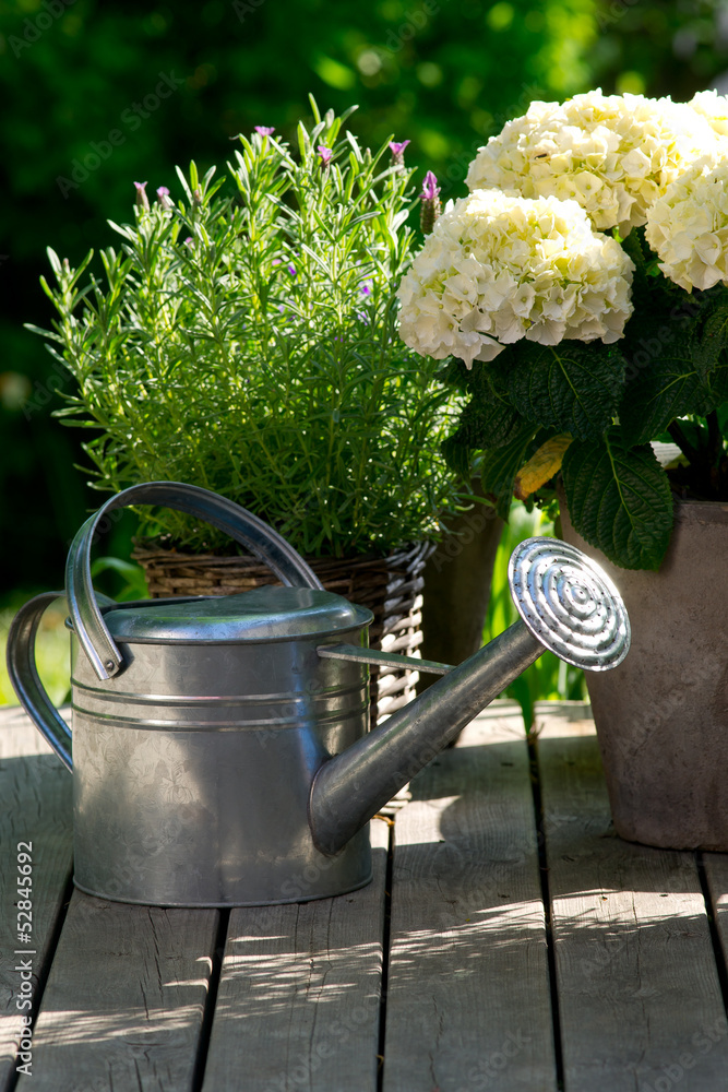custom made wallpaper toronto digitalWatering can next to Hydrangea.