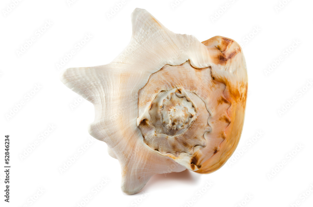 big shell isolated