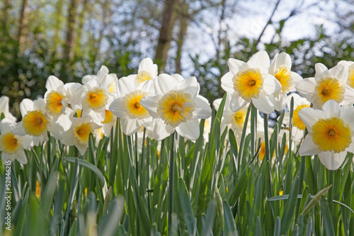 Row of daffodils