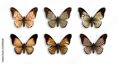 a series of butterflies with wings animal skin