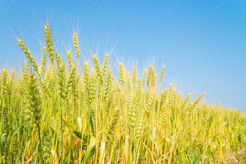 wheat field wheat field