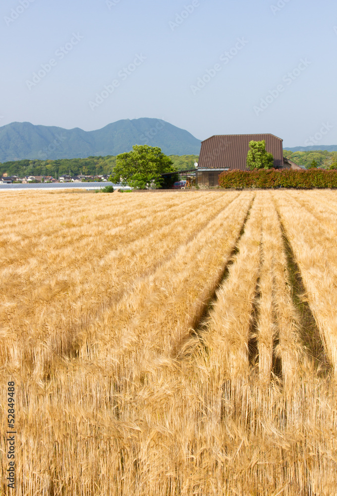 Fototapeta premium barley field