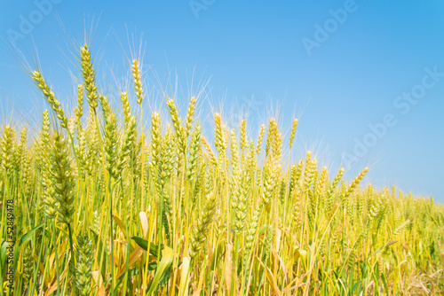 wheat field