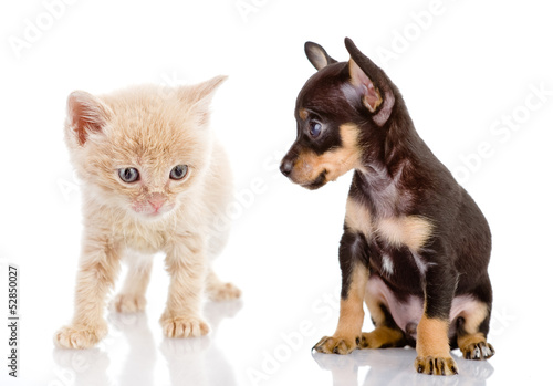 the puppy looks at a kitten. isolated on white 