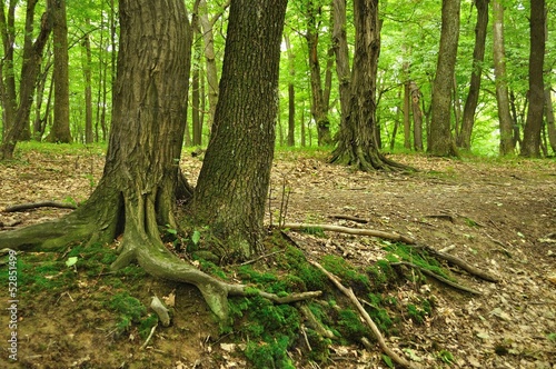 Two old trees with root in green forest