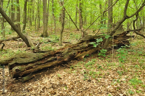 An old tree trunk lying in green forest