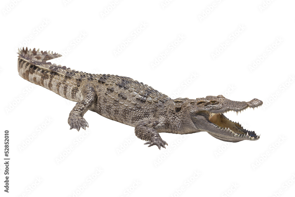 Naklejka premium Crocodile