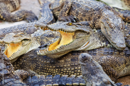 Foto crocodile
