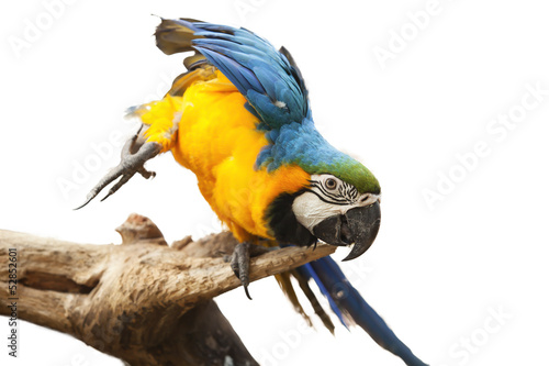 parrot