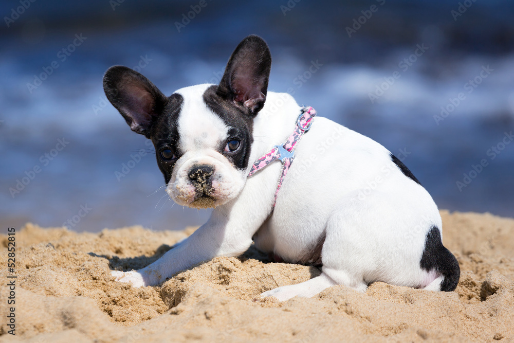 French bulldog puppy playing on the beach French bulldog puppy playing on the beach