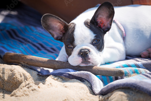 French bulldog puppy lying on the beach with stick