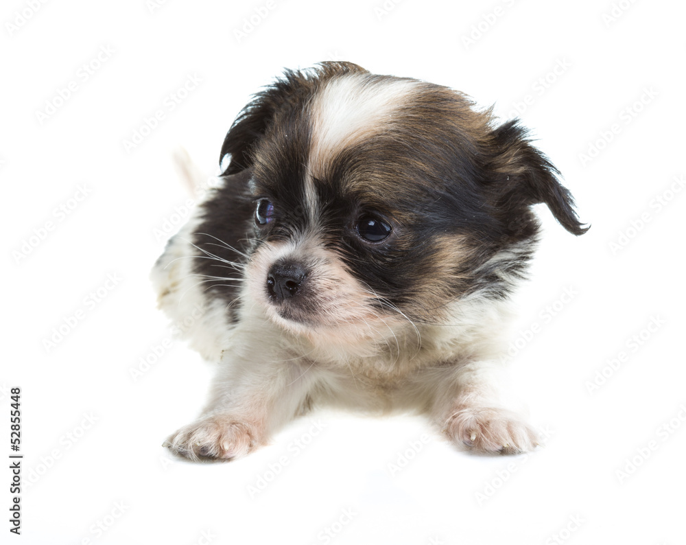 Chihuahua Chihuahua