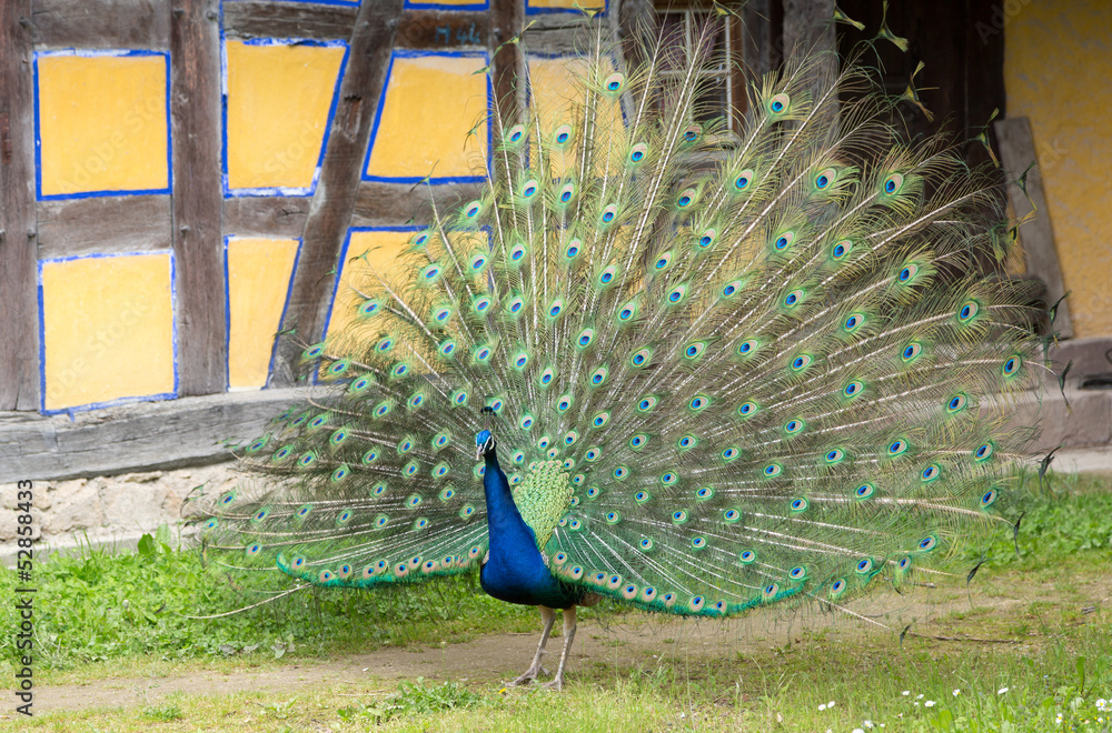 Obraz premium Paon qui fait la roue